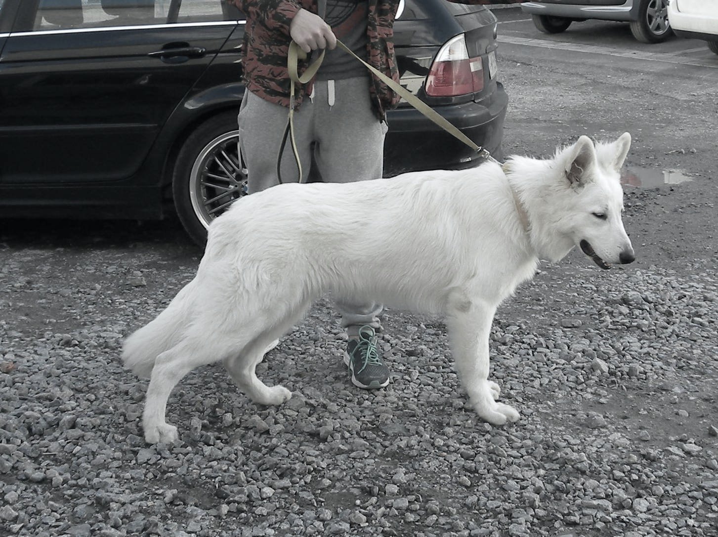 LV Danish Dog White